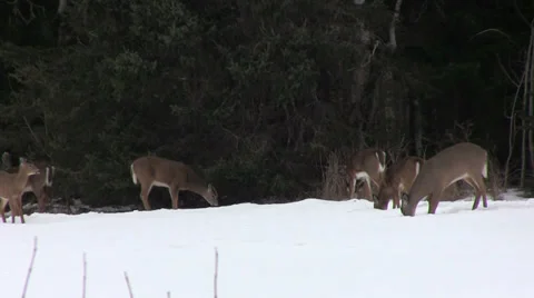 Deer Feeding in a Field in Winter in Nova Scotia 動画素材 37184871