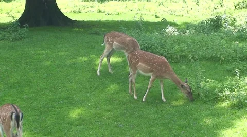 Deer Feeding Stock Footage 1062489