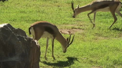 Deer Feeding 스톡 동영상 19312109