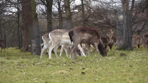 Deer feeding Video stock 48578533