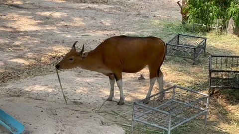 Deer feeding on grasses. Stock Footage 249412229
