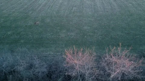 Deer feeding in hayfield Stock Footage 297281083