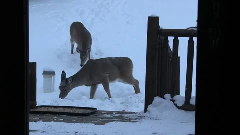 Deer Feeding In The Snow 스톡 동영상 148335462