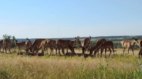 Deer at the feeding trough, wild animals in a nature reserve in Russia Stock Footage 121987366