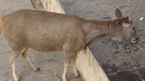 Deer feeding on wall Vídeos de archivo 297756617