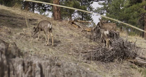 Deer Feeding Wild Deer Mountain Deer Deer Eating Wild Animal Herd Stock Footage 196507986