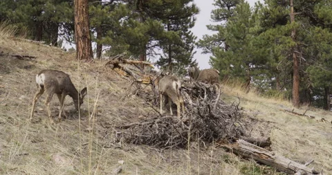 Deer Feeding Wild Deer Mountain Deer Deer Eating Wild Animal Herd Stock Footage 196508341
