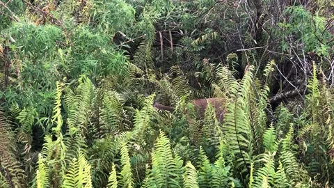 Deer feeding in the woods 스톡 동영상 172335984