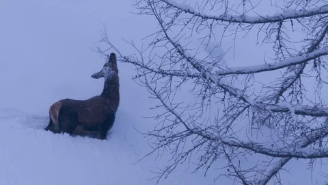 Deer feeds on tree branch during winter Stock Footage 113964210