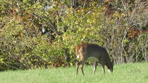 Deer feels comfortable Grazing in Forest Stock Footage 233132728