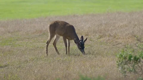 Deer in field on alert eating Stock Footage 291185237