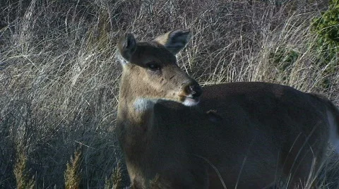 Deer in a Field – Close-up Stock Footage 363623