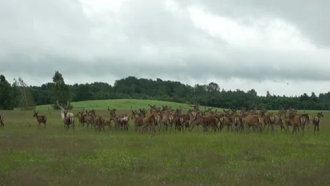 Deer in the field. Deer farm Stock Footage 134664743