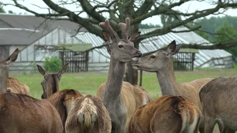 Deer in the field. Deer farm Stock Footage 134664749