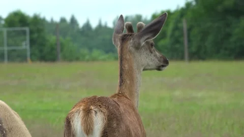Deer in the field. Deer farm Stock Footage 134664761