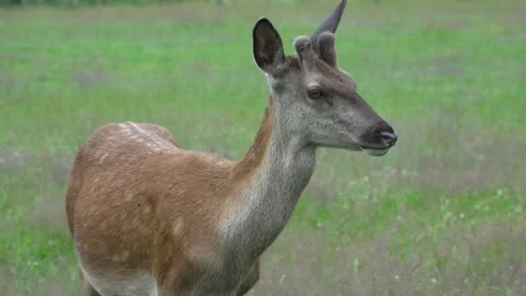 Deer in the field. Deer farm Stock Footage 134664767