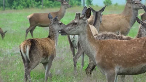 Deer in the field. Deer farm Stock Footage 134664774