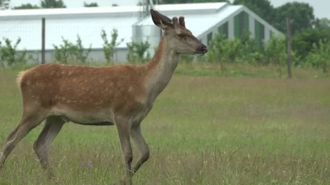 Deer in the field. Deer farm Stock Footage