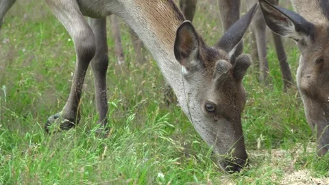 Deer in the field. Deer farm Stock Footage 134664788