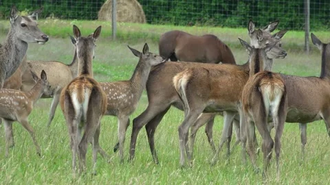 Deer in the field. Deer farm Stock Footage 134664792