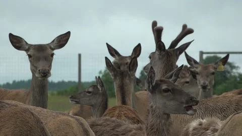 Deer in the field. Deer farm Stock Footage 134664794