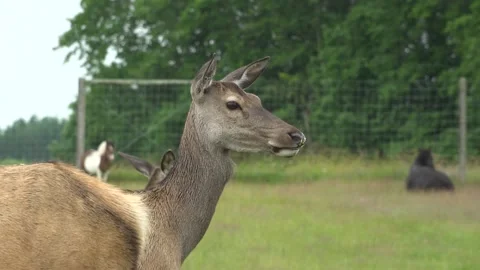 Deer in the field. Deer farm Stock Footage 134664808