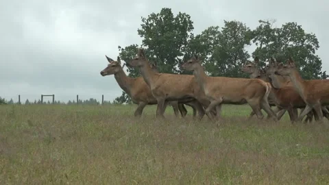 Deer in the field. Deer farm Stock Footage 134664812