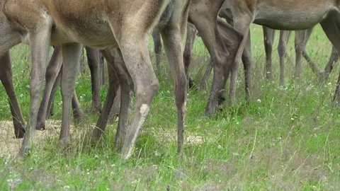Deer in the field. Deer farm Stock Footage 134664820