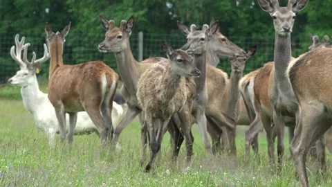 Deer in the field. Deer farm Stock Footage 134664828