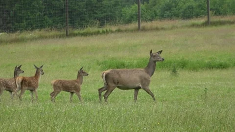 Deer in the field. Deer farm Stock Footage 134664829