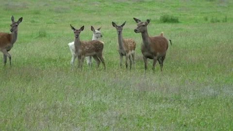 Deer in the field. Deer farm Stock Footage 134664836