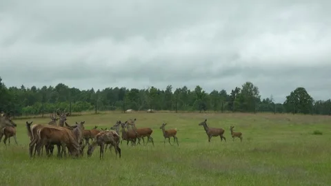 Deer in the field. Deer farm Stock Footage 134664845