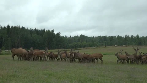 Deer in the field. Deer farm Stock Footage 134664847