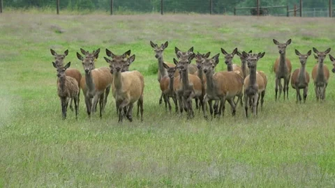 Deer in the field. Deer farm Stock Footage 134664852