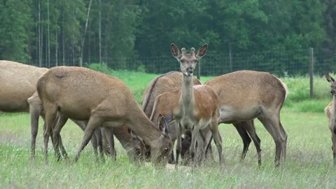 Deer in the field. Deer farm Stock Footage 134664854