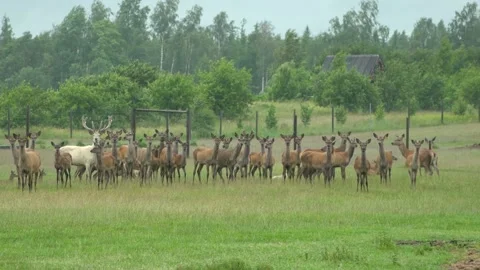 Deer in the field. Deer farm Stock Footage 134664856