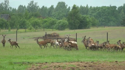 Deer in the field. Deer farm Stock Footage 134664861