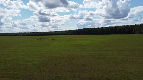 Deer in the field, drone flight, blue sky, green grass Stock Footage 158656329