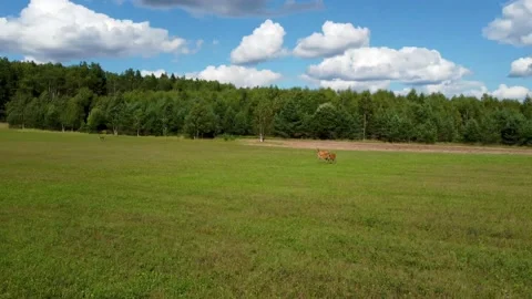 Deer in the field, drone view in the background of the forest and clouds Stock Footage 158656343