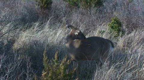 Deer in a Field Stock Footage 363277
