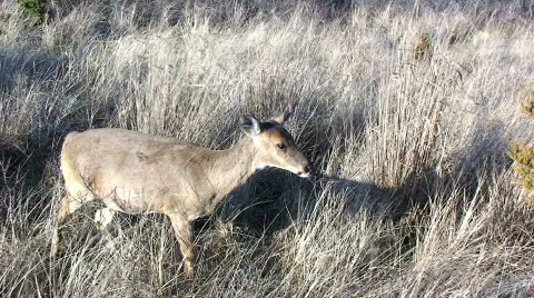 Deer in a Field Stock-Footage 363469