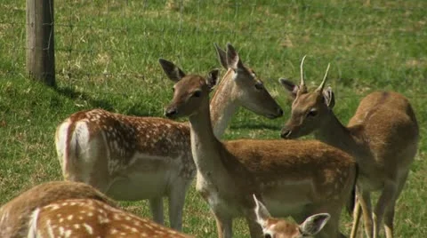 Deer in a field Video stock 11237549