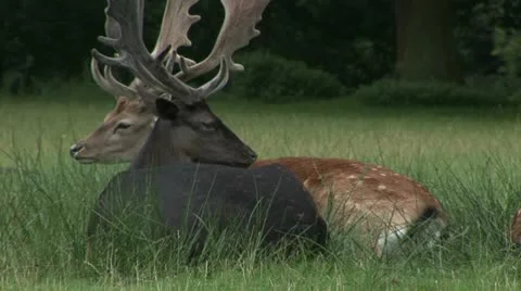 Deer in a field Video stock 11530794