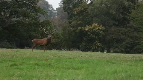 Deer in a field 스톡 동영상 21019627