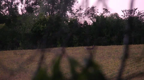 Deer in Field Stock Footage 33485004