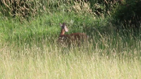 Deer in field Stock Footage 52493681