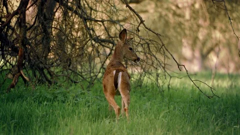 A deer in a field Stock Footage 87812728