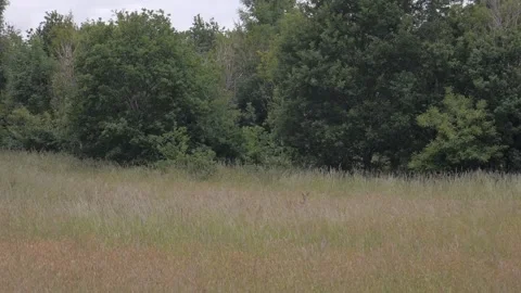 Deer in the field Vídeos de archivo 132748105