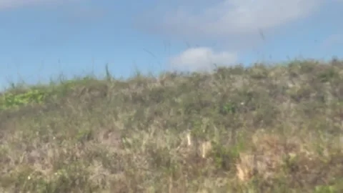 Deer in a field Stock Footage 172335537