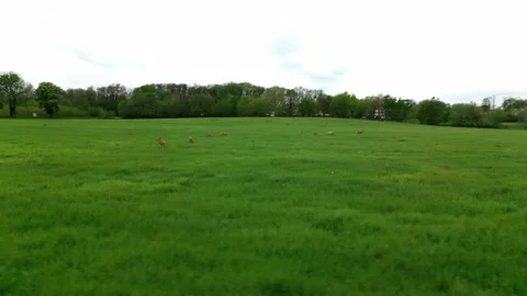 Deer in a field Stock Footage 242032695